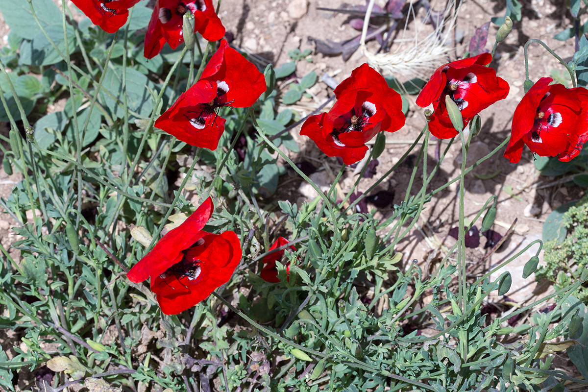 Изображение особи род Papaver.