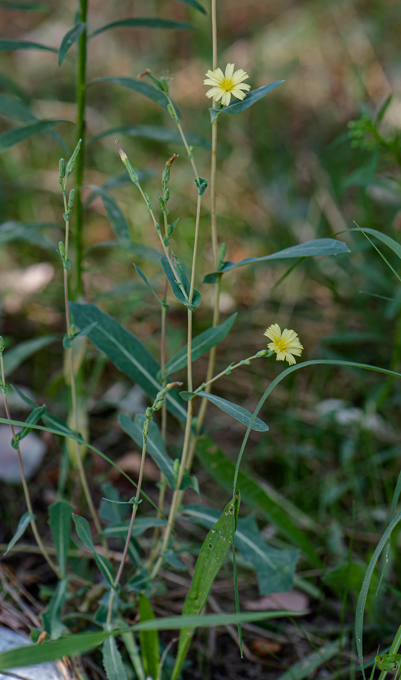 Изображение особи Lactuca serriola.