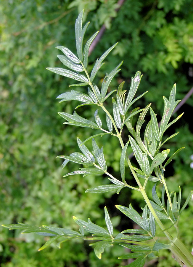 Image of Thalictrum amurense specimen.