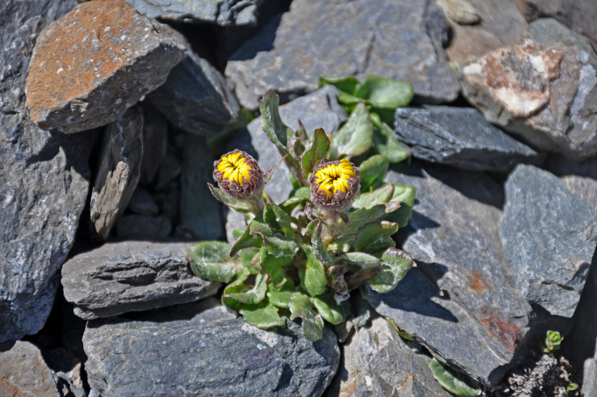 Image of Tephroseris pricei specimen.