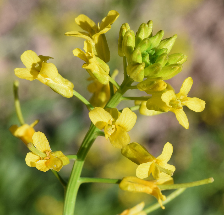 Image of Barbarea vulgaris specimen.