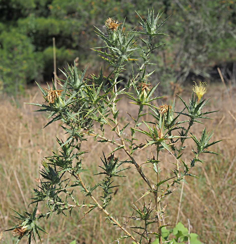 Image of Carthamus lanatus specimen.