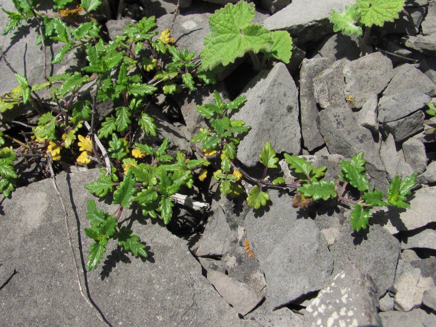 Image of genus Scutellaria specimen.