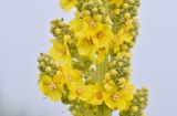 Verbascum lychnitis. Цветки и бутоны. Республика Северная Осетия-Алания, Ирафский р-н, Большой Кавказ, Гуларский хр., правый склон ущелья р. Гулардон в р-не ведущей на перевал Гуларвцек старой геологической дороги, ≈ 2360 м н.у.м., каменистый склон. 07.07.2021.