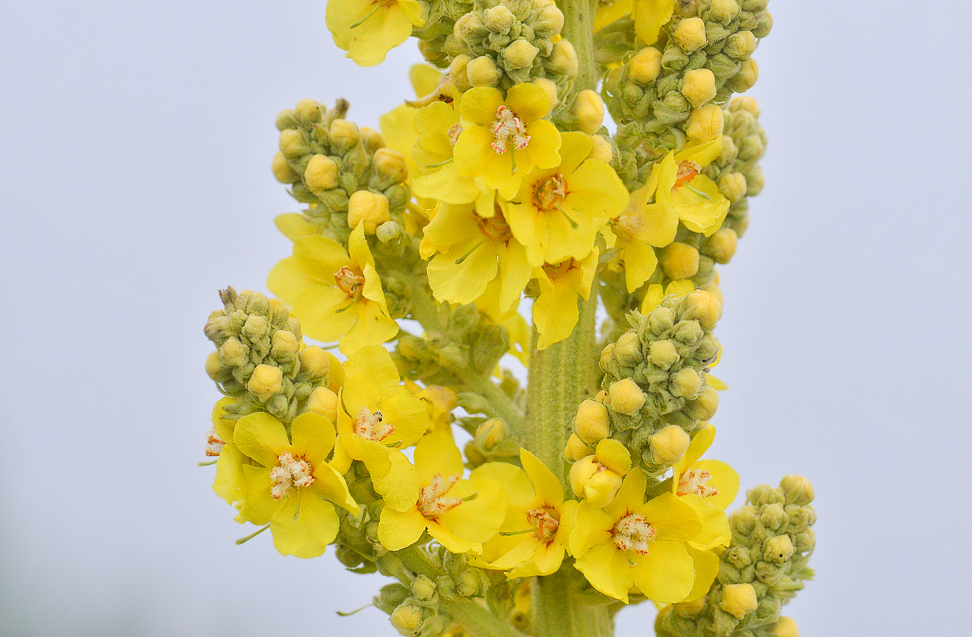 Изображение особи Verbascum lychnitis.