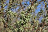 Elaeagnus angustifolia. Часть ветви с молодыми побегами. Астраханская обл., Икрянинский р-н, ерик Галга, пойменный луг. 23.04.2021.