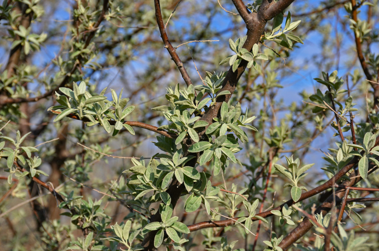 Image of Elaeagnus angustifolia specimen.