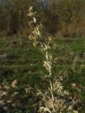 Artemisia austriaca