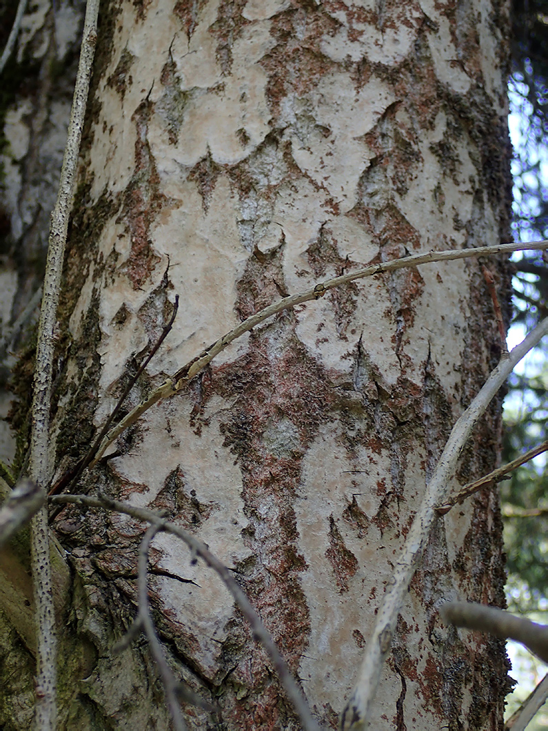 Image of Populus suaveolens specimen.