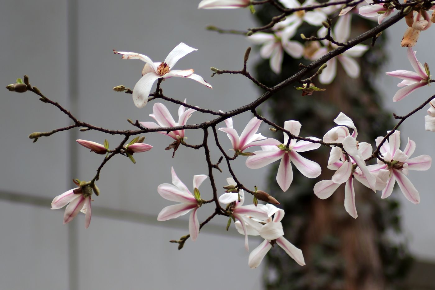 Image of Magnolia kobus specimen.