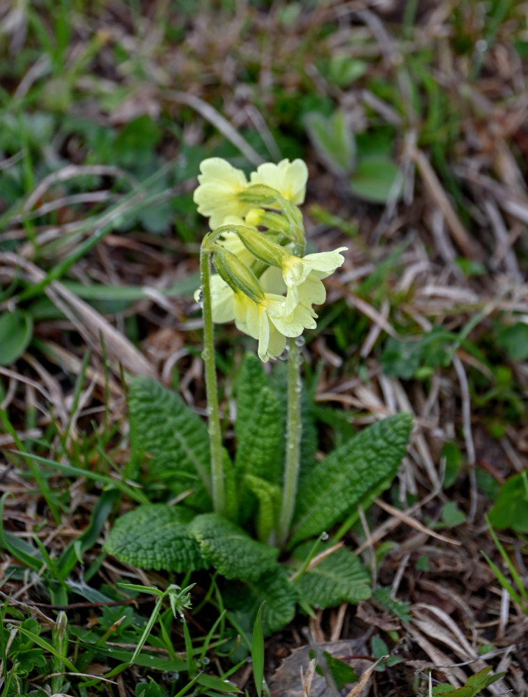 Image of Primula ruprechtii specimen.