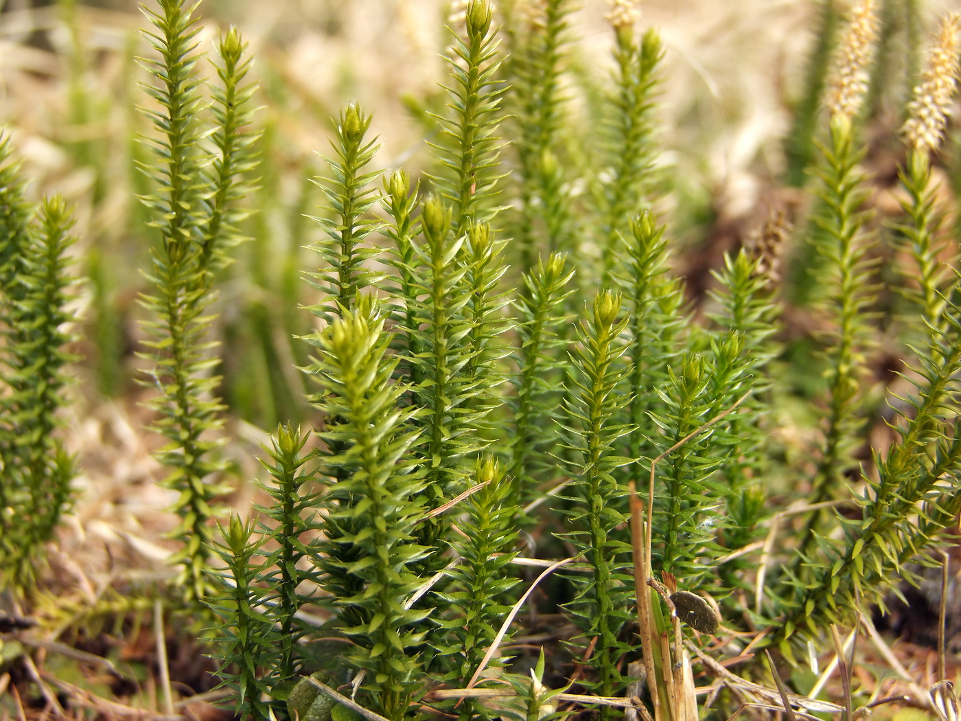 Image of Lycopodium annotinum specimen.