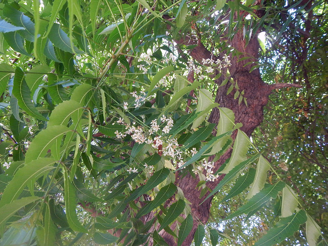 Изображение особи Azadirachta indica.