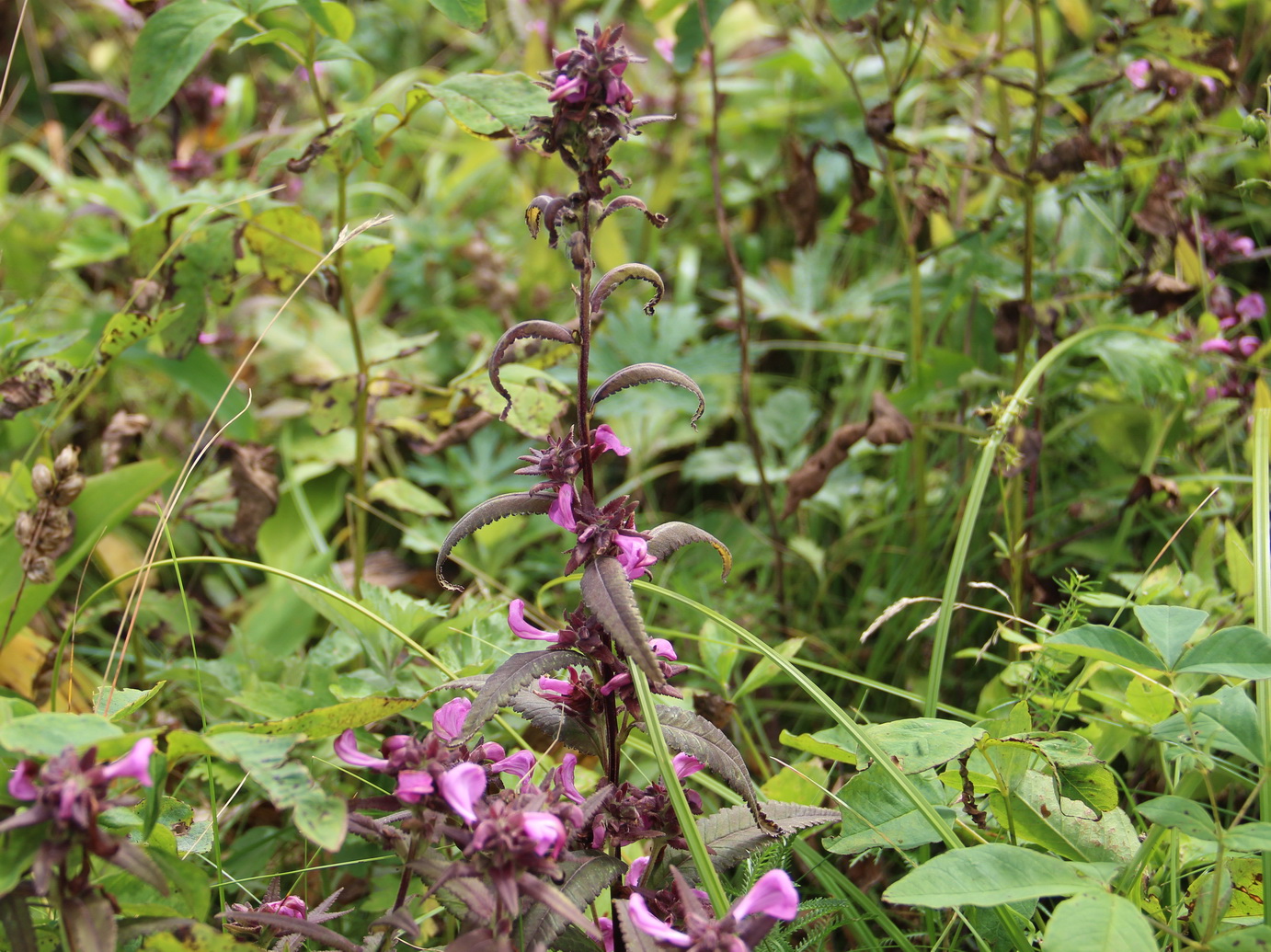 Изображение особи Pedicularis resupinata.