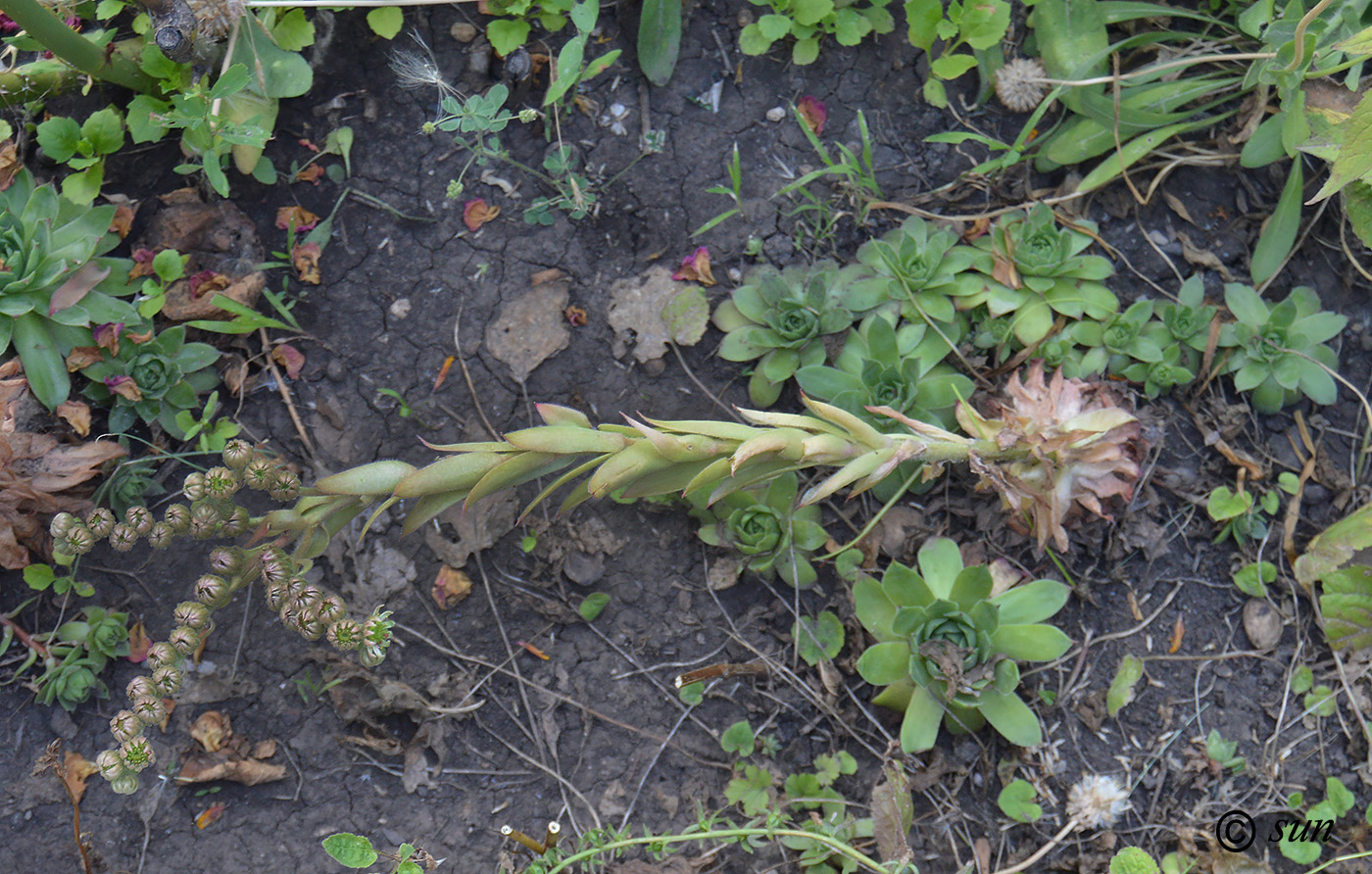 Image of Sempervivum ruthenicum specimen.