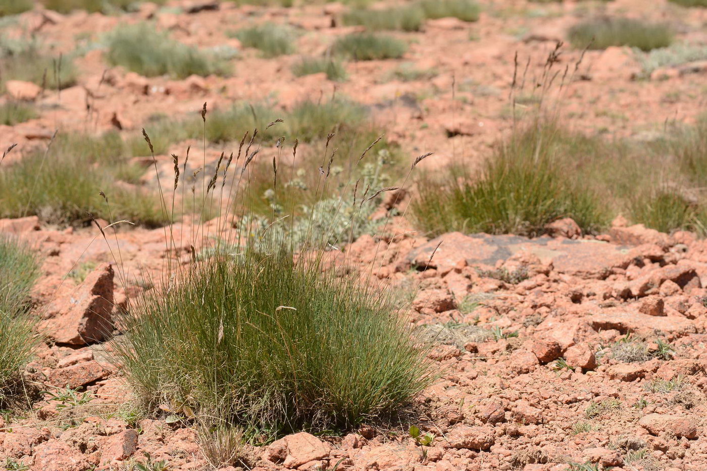 Image of genus Festuca specimen.