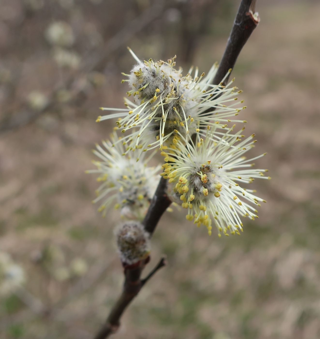 Image of Salix cinerea specimen.