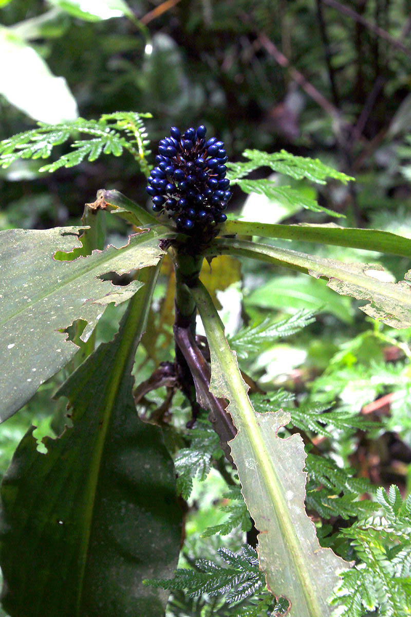 Изображение особи семейство Commelinaceae.