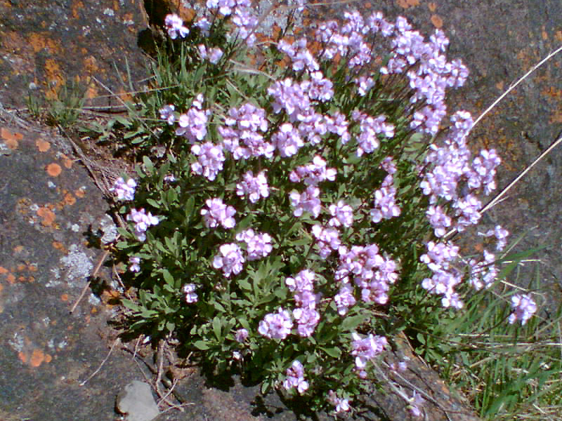 Изображение особи Dendroarabis fruticulosa.