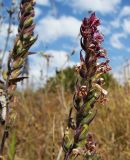 Odontites vulgaris