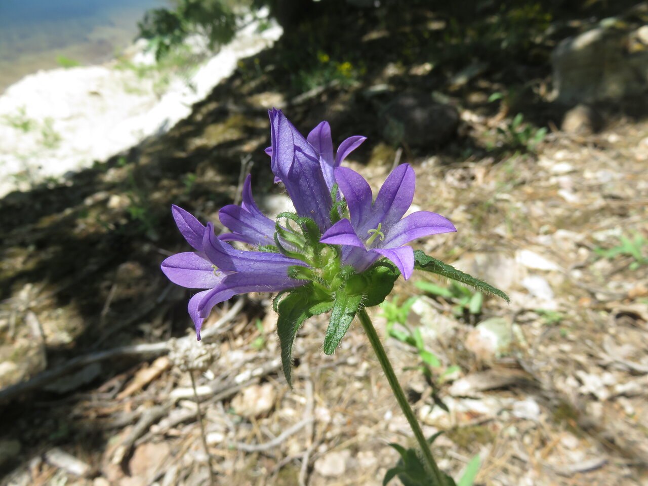 Изображение особи Campanula lingulata.