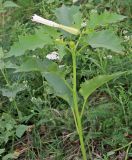 Datura stramonium