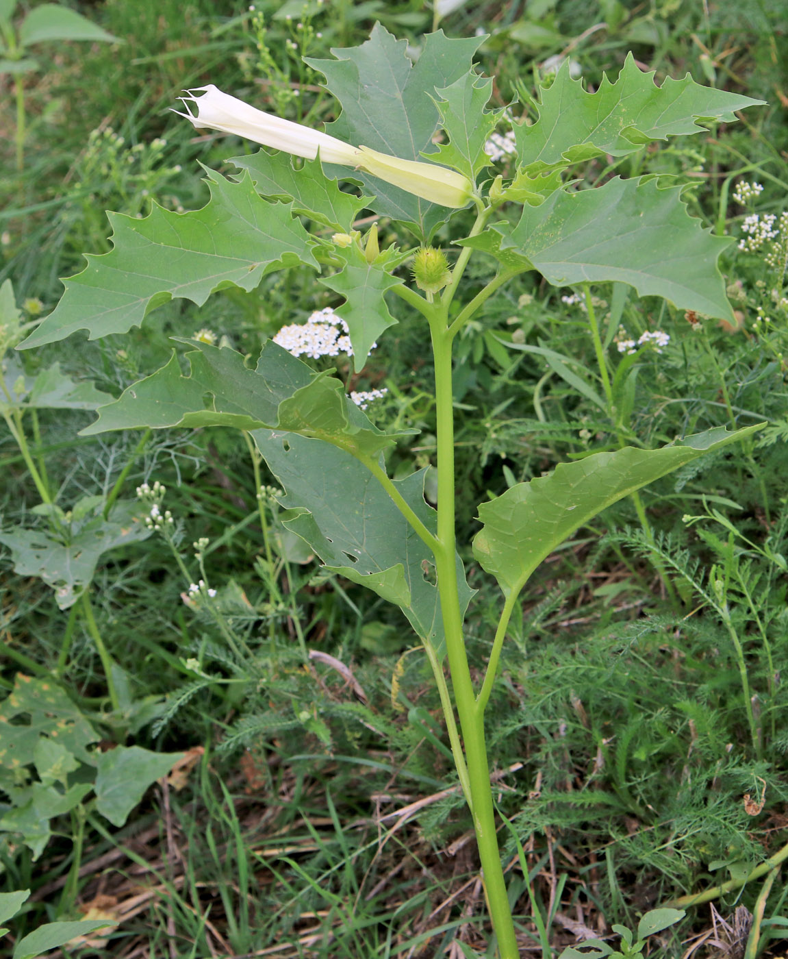 Изображение особи Datura stramonium.