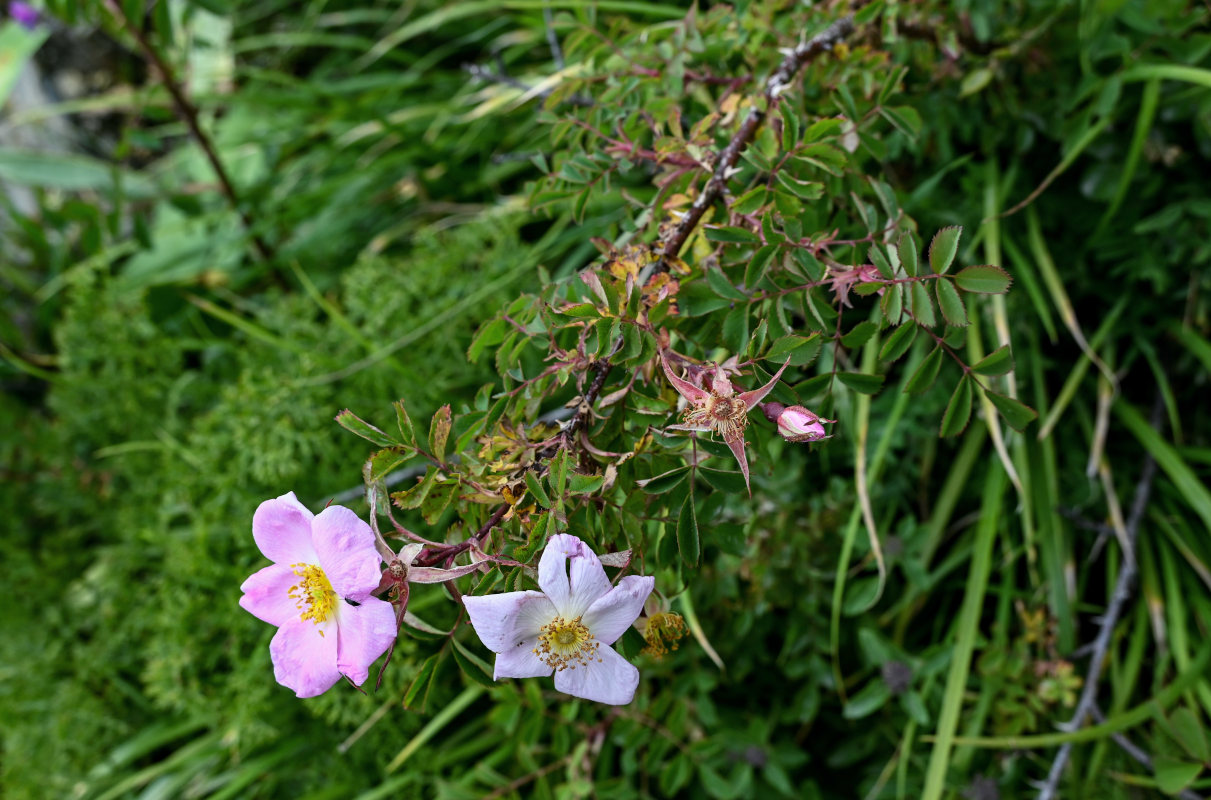 Image of Rosa nanothamnus specimen.