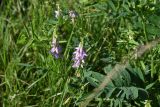 Galega officinalis