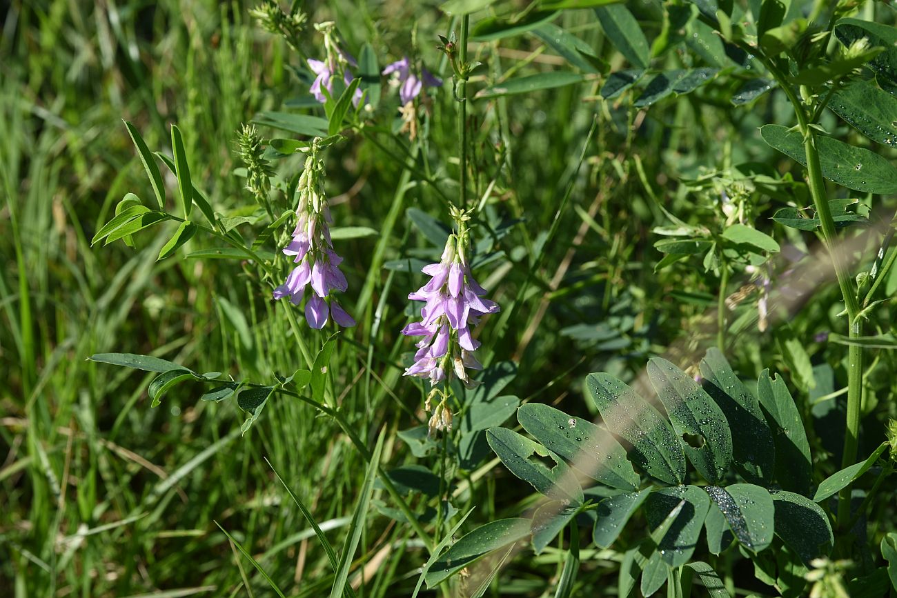 Image of Galega officinalis specimen.