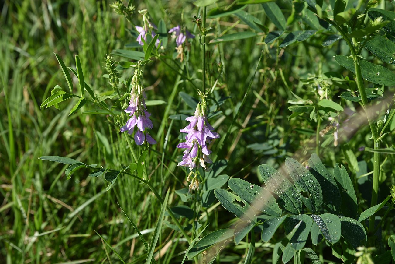 Изображение особи Galega officinalis.