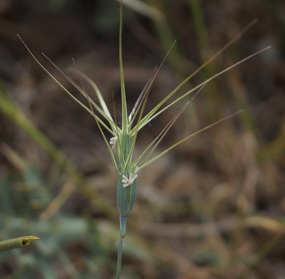 Image of Aegilops biuncialis specimen.