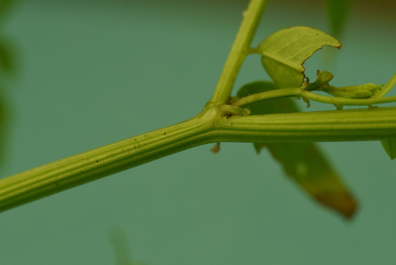 Image of Securigera varia specimen.