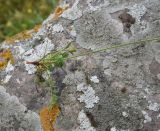 Image of taxon representative. Author is Александр Лебедев