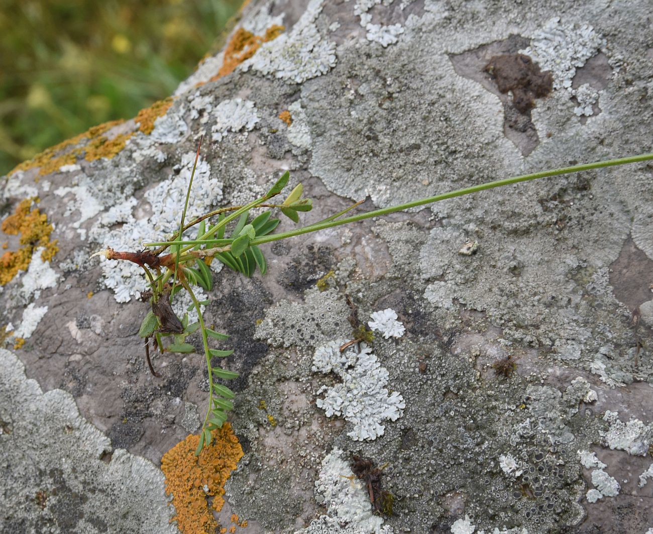 Image of genus Onobrychis specimen.