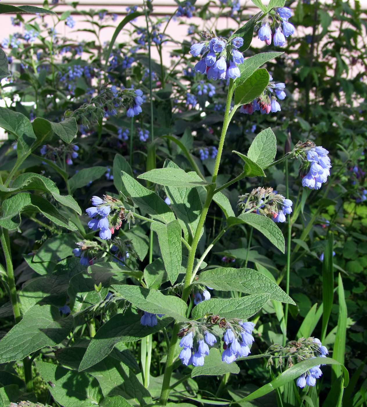 Image of Symphytum caucasicum specimen.