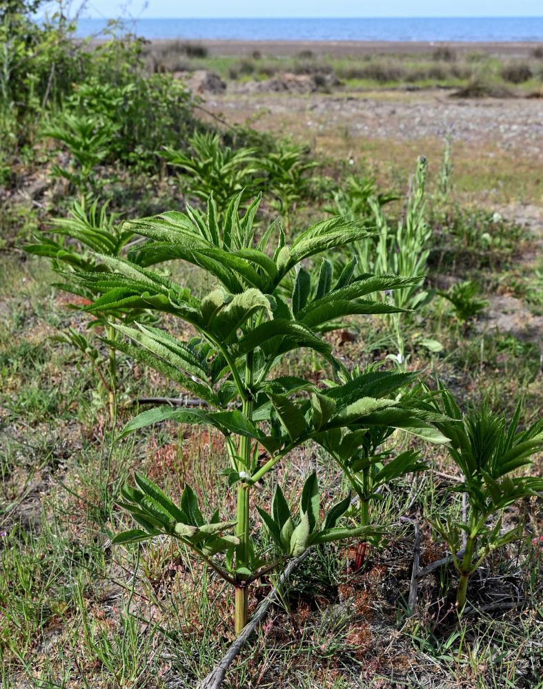 Image of Sambucus ebulus specimen.