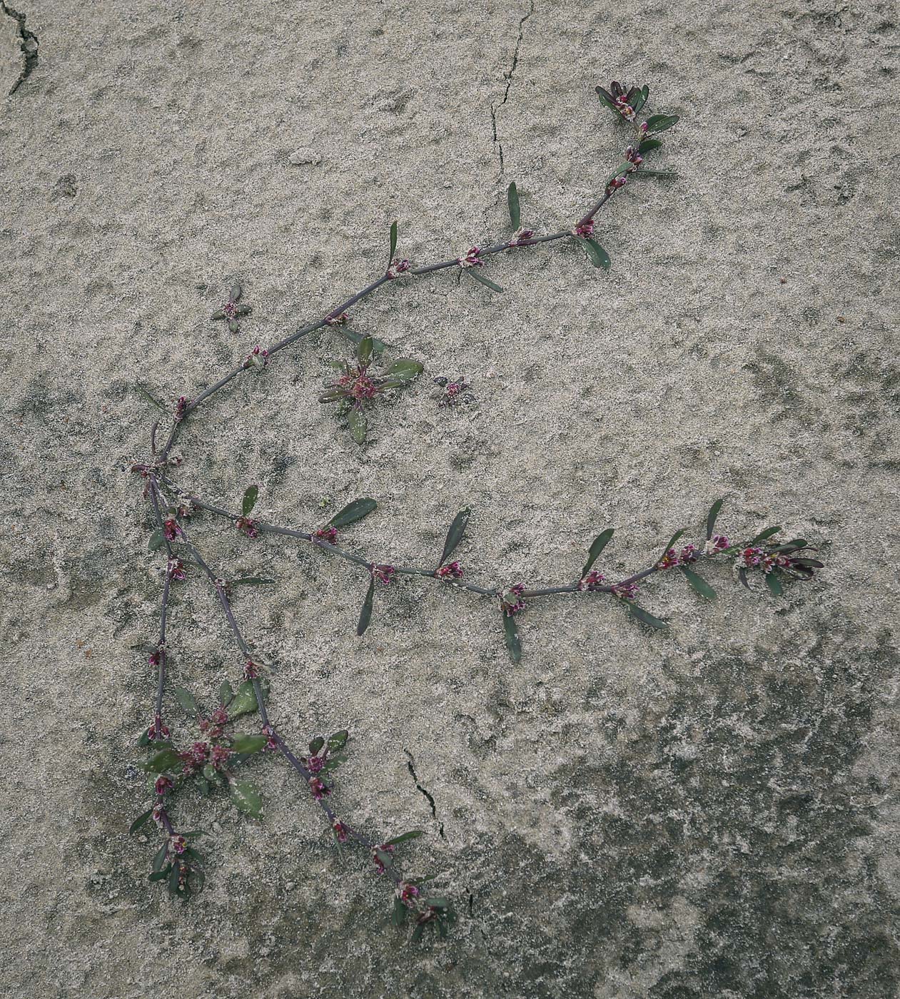 Изображение особи род Polygonum.