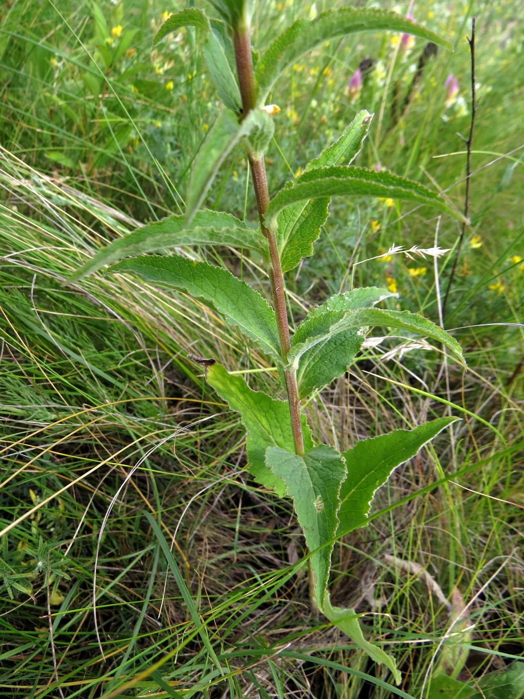 Image of Campanula bononiensis specimen.