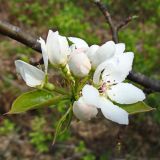 Pyrus ussuriensis