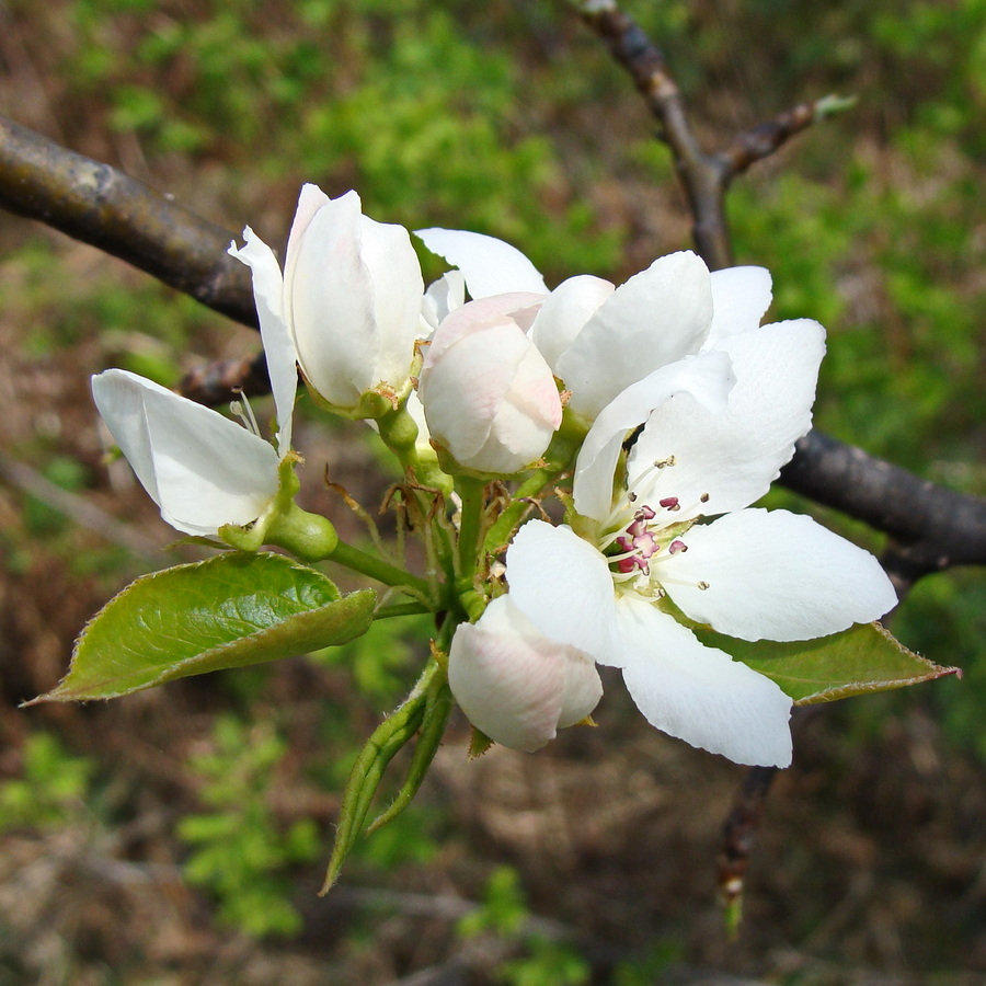 Изображение особи Pyrus ussuriensis.