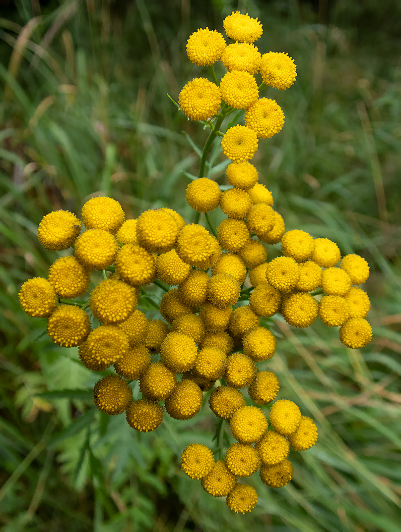 Изображение особи Tanacetum vulgare.