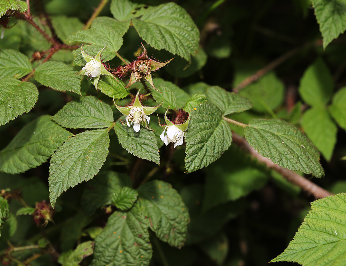 Изображение особи Rubus komarovii.