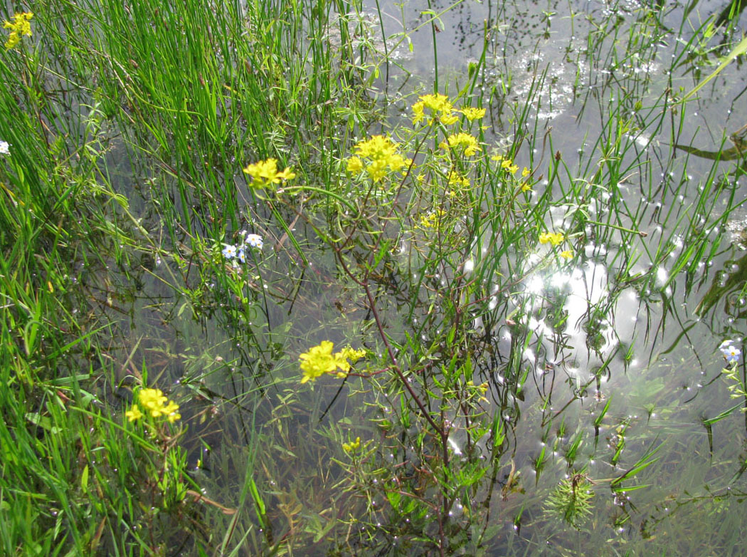 Image of Rorippa sylvestris specimen.