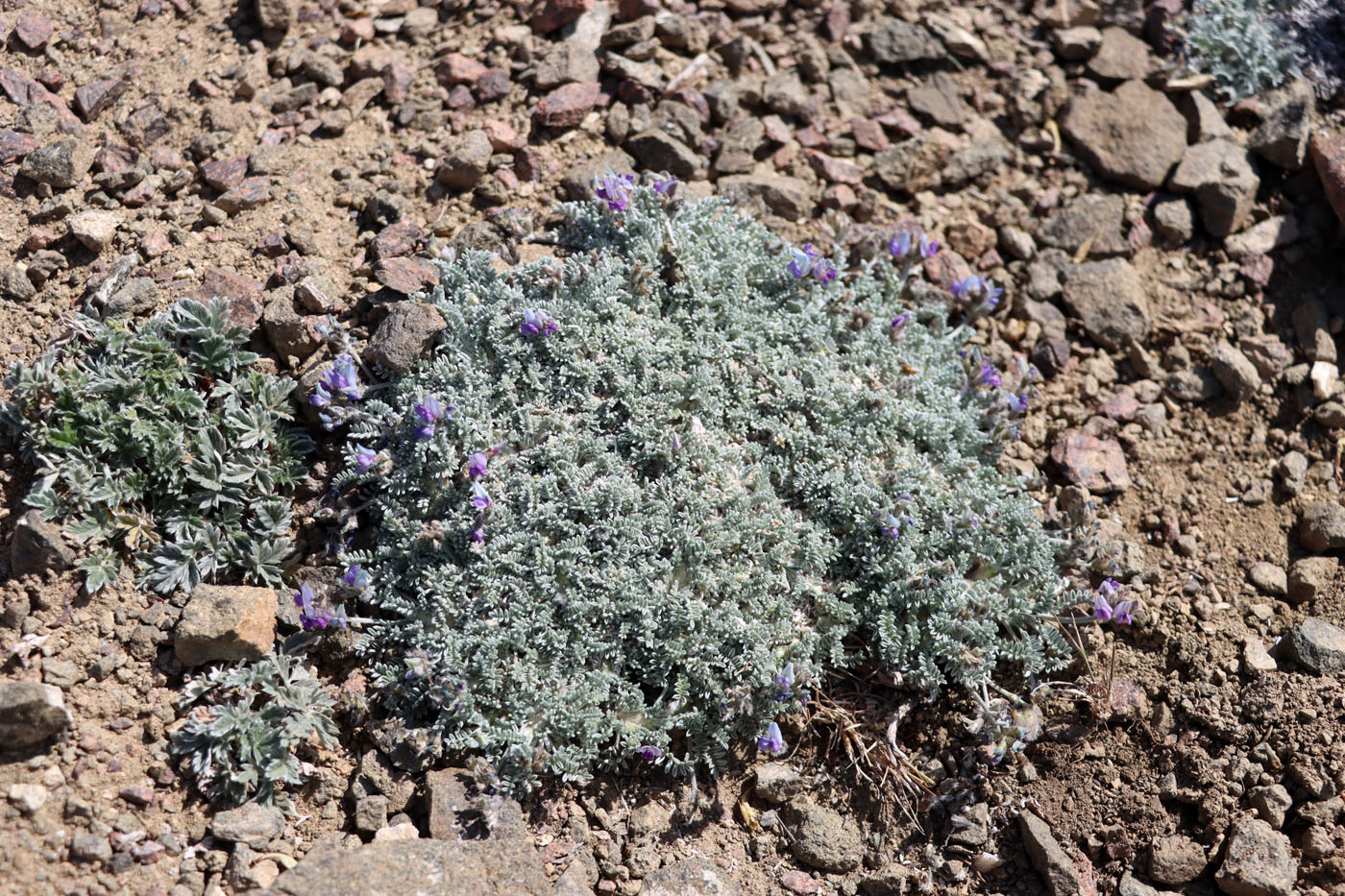 Изображение особи Oxytropis leucocyanea.