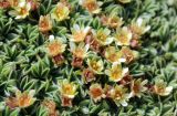 Sibbaldia tetrandra
