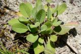 Scabiosa sosnowskyi. Вегетирующее растение. Краснодарский край, Лазаревский р-н, окр. с. Ордынка, 190 м н.у.м., просека. 20.07.2023.