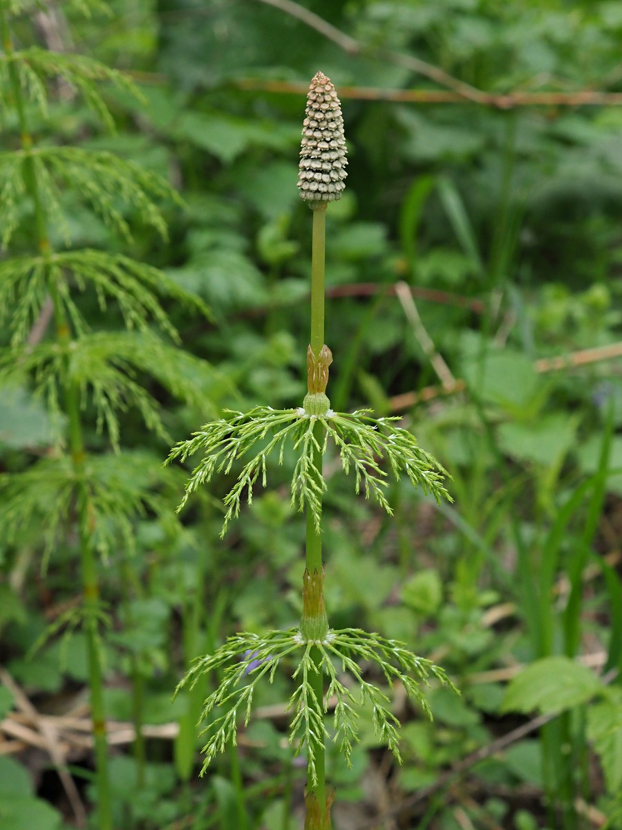 Изображение особи Equisetum sylvaticum.