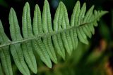 Polypodium vulgare. Верхушка вайи с сорусами (вид на абаксиальную поверхность). Грузия, Имеретия, окр. монастыря Моцамета, широколиственный лес. 14.06.2023.