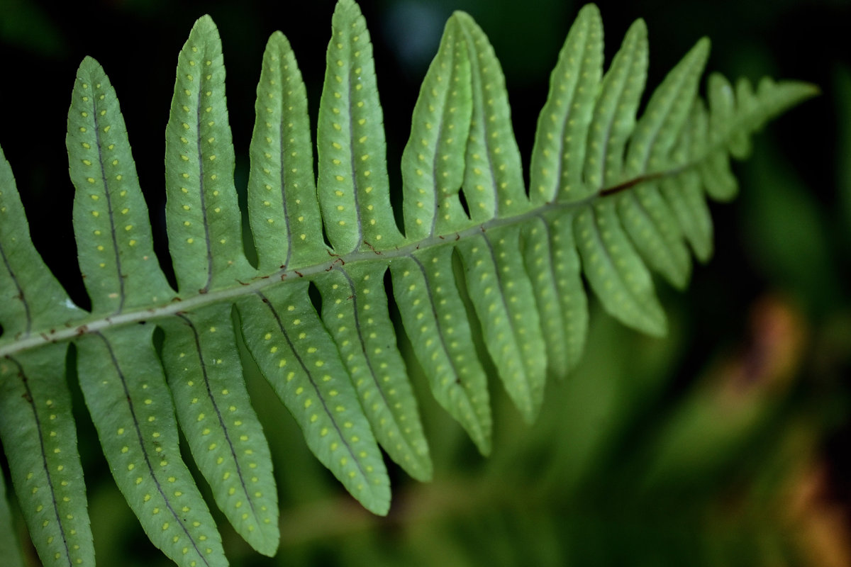 Image of Polypodium vulgare specimen.